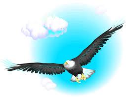 bald eagle flying 